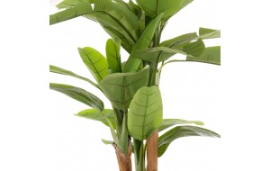 Banana Tree διακοσμητική γλάστρα μπανανιάς με πράσινα φύλλα 200 εκ