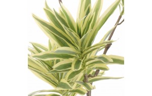 Διακοσμητική γλάστρα με Lily Bamboo με φύλλα σε πράσινη απόχρωση 160 εκ