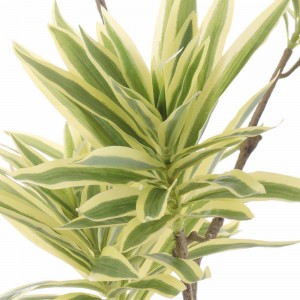 Διακοσμητική γλάστρα με Lily Bamboo με φύλλα σε πράσινη απόχρωση 160 εκ