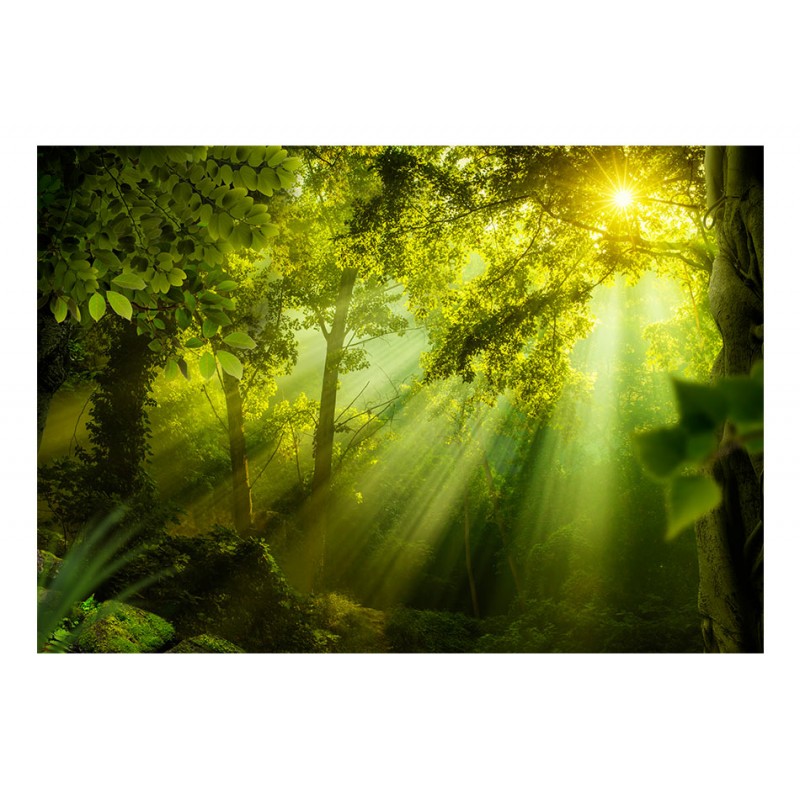 Φωτοταπετσαρία -  In a Secret Forest