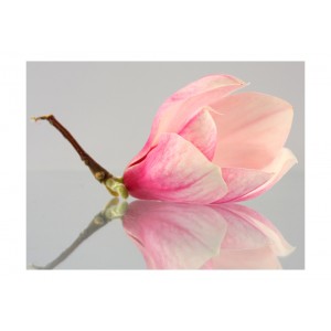 Φωτοταπετσαρία - A lonely magnolia flower 200x154 εκ