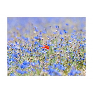 Φωτοταπετσαρία - A sky-colored meadow - cornflowers 200x154 εκ