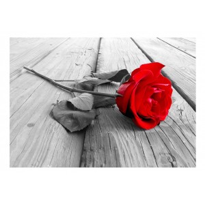 Φωτοταπετσαρία - Abandoned Rose