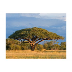 Φωτοταπετσαρία - African acacia tree, Hwange National Park, Zimbabwe 200x154 εκ