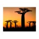 Φωτοταπετσαρία - African baobab trees 200x154 εκ