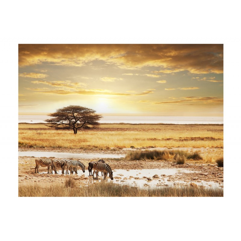 Φωτοταπετσαρία - African zebras around watering hole 200x154 εκ