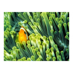Φωτοταπετσαρία - Anemonefish 200x154 εκ