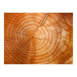 Φωτοταπετσαρία - Annual rings on a tree trunk 200x154 εκ