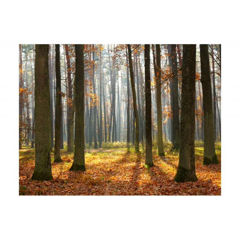 Φωτοταπετσαρία - Autumn trees 200x154 εκ