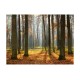 Φωτοταπετσαρία - Autumn trees 200x154 εκ