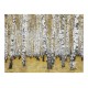 Φωτοταπετσαρία - Autumnal birch forest 200x154 εκ
