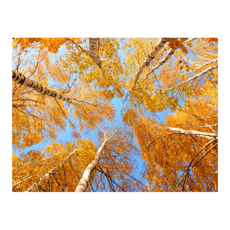 Φωτοταπετσαρία - Autumnal treetops 200x154 εκ