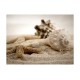 Φωτοταπετσαρία - Beach and shell 200x154 εκ
