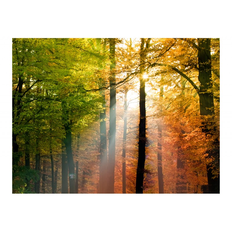 Φωτοταπετσαρία - Beautiful autumn 200x154 εκ