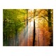 Φωτοταπετσαρία - Beautiful autumn 200x154 εκ