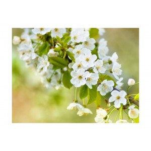 Φωτοταπετσαρία - Beautiful delicate cherry blossoms 200x154 εκ