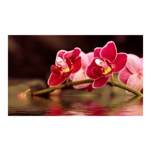 Φωτοταπετσαρία - Beautiful orchid flowers on the water