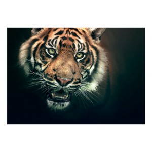 Φωτοταπετσαρία - Bengal Tiger 200x154 εκ