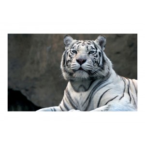 Φωτοταπετσαρία - Bengali tiger in zoo
