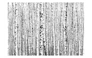 Φωτοταπετσαρία - Birch forest 200x154 εκ