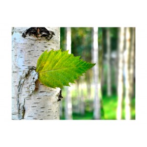 Φωτοταπετσαρία - Birch leaf 200x154 εκ