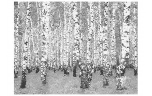 Φωτοταπετσαρία - Birch seclusion 200x154 εκ