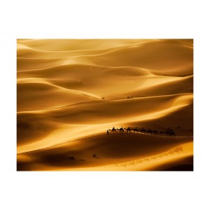 Φωτοταπετσαρία - Caravan of camels 200x154 εκ