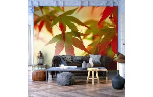 Φωτοταπετσαρία - Colourful leaves 200x154 εκ
