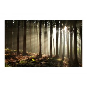 Φωτοταπετσαρία - Coniferous forest 200x154 εκ
