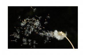 Φωτοταπετσαρία - Dandelion seeds carried by the wind 200x154 εκ