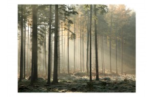 Φωτοταπετσαρία - Foggy November morning 200x154 εκ