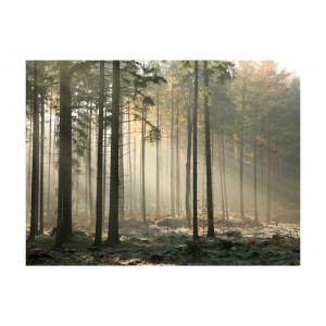 Φωτοταπετσαρία - Foggy November morning 200x154 εκ