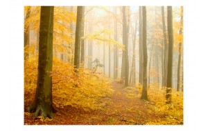 Φωτοταπετσαρία - forest - autumn 200x154 εκ