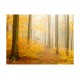 Φωτοταπετσαρία - forest - autumn 200x154 εκ