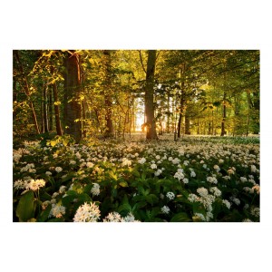 Φωτοταπετσαρία - Forest flora