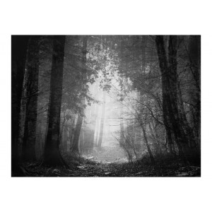 Φωτοταπετσαρία - Forest of shadows 200x154 εκ