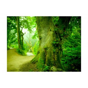 Φωτοταπετσαρία - Forest pathway 200x154 εκ