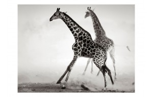 Φωτοταπετσαρία - Giraffes 200x154 εκ