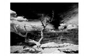 Φωτοταπετσαρία - Grand Canyon tree 200x154 εκ
