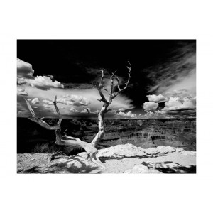 Φωτοταπετσαρία - Grand Canyon tree 200x154 εκ