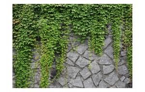 Φωτοταπετσαρία - Green wall