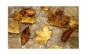 Φωτοταπετσαρία - Harbinger of autumn 200x154 εκ