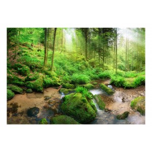 Φωτοταπετσαρία - Humid Forest