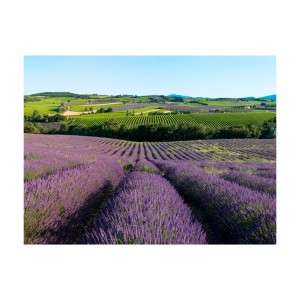 Φωτοταπετσαρία - Lavender fields 200x154 εκ