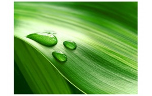 Φωτοταπετσαρία - Leaf and three drops of water 200x154 εκ