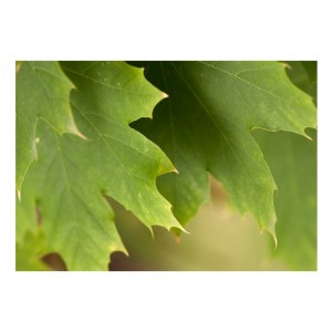 Φωτοταπετσαρία - Leaves 200x154 εκ