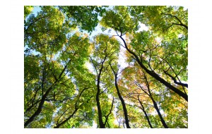 Φωτοταπετσαρία - Looking up at the trees 200x154 εκ