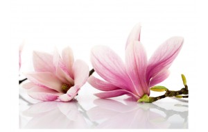 Φωτοταπετσαρία - Magnolia flower 200x154 εκ