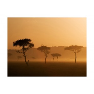 Φωτοταπετσαρία - Massai Mara 200x154 εκ