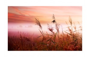 Φωτοταπετσαρία - Morning meadow 450Χ270εκ